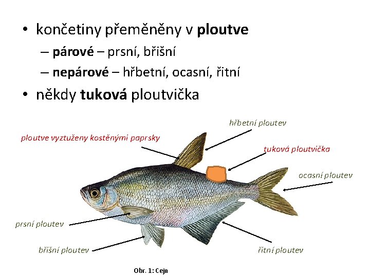  • končetiny přeměněny v ploutve – párové – prsní, břišní – nepárové –