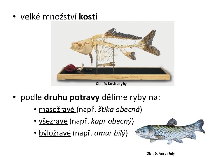  • velké množství kostí Obr. 5: Kostra ryby • podle druhu potravy dělíme