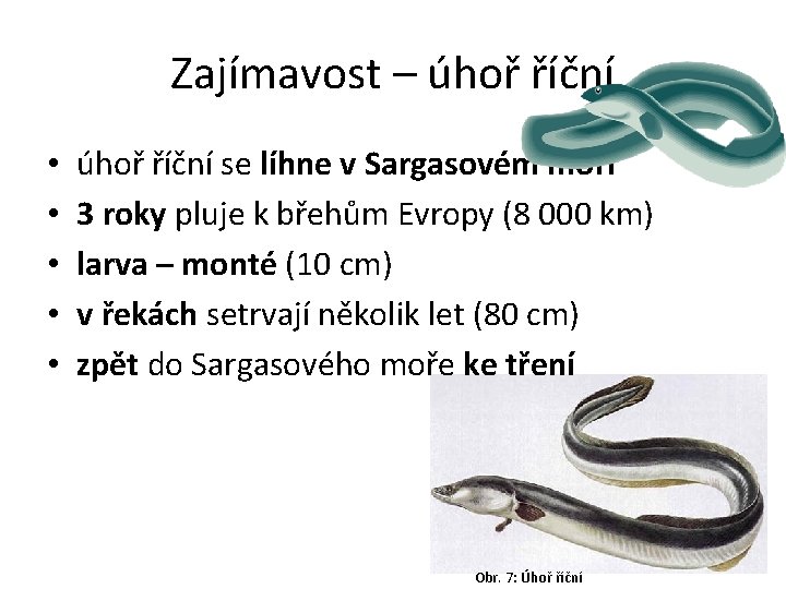 Zajímavost – úhoř říční • • • úhoř říční se líhne v Sargasovém moři