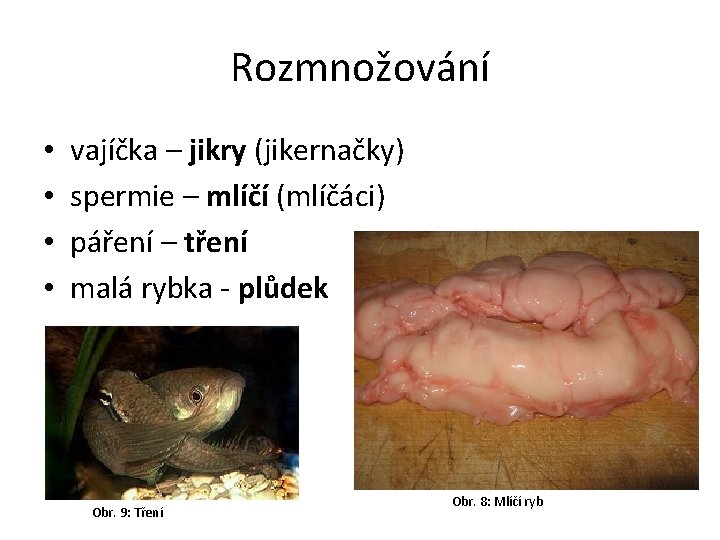 Rozmnožování • • vajíčka – jikry (jikernačky) spermie – mlíčí (mlíčáci) páření – tření