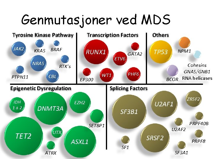 Genmutasjoner ved MDS Tyrosine Kinase Pathway Transcription Factors Others JAK 2 RUNX 1 TP