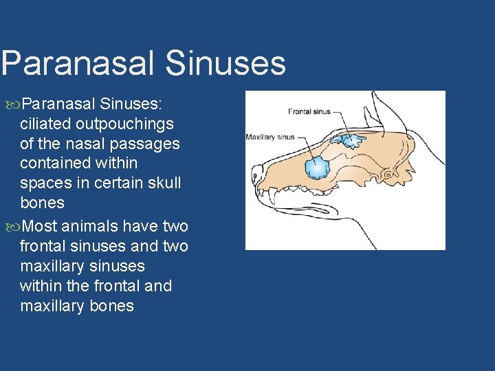 Paranasal Sinuses: ciliated outpouchings of the nasal passages contained within spaces in certain skull