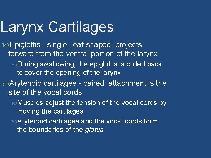 Larynx Cartilages Epiglottis - single, leaf-shaped; projects forward from the ventral portion of the