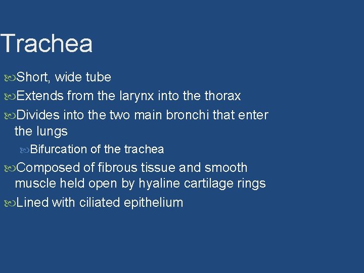 Trachea Short, wide tube Extends from the larynx into the thorax Divides into the