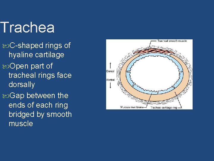 Trachea C-shaped rings of hyaline cartilage Open part of tracheal rings face dorsally Gap