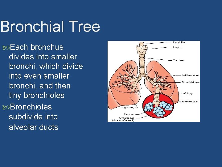 Bronchial Tree Each bronchus divides into smaller bronchi, which divide into even smaller bronchi,