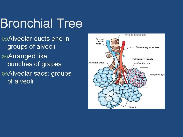 Bronchial Tree Alveolar ducts end in groups of alveoli Arranged like bunches of grapes
