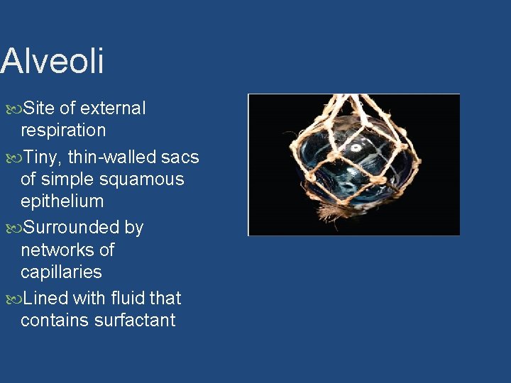 Alveoli Site of external respiration Tiny, thin-walled sacs of simple squamous epithelium Surrounded by