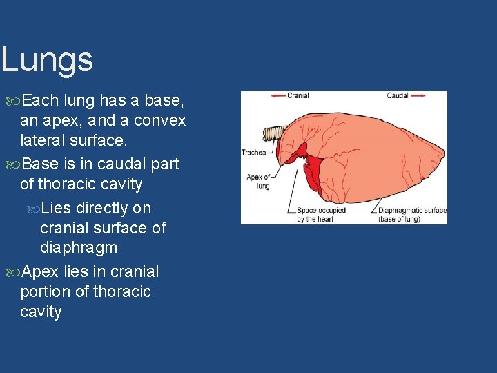 Lungs Each lung has a base, an apex, and a convex lateral surface. Base