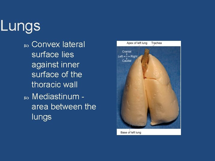 Lungs Convex lateral surface lies against inner surface of the thoracic wall Mediastinum area