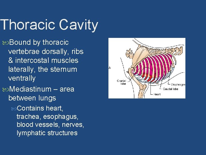Thoracic Cavity Bound by thoracic vertebrae dorsally, ribs & intercostal muscles laterally, the sternum