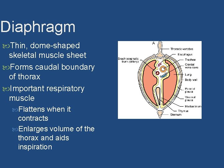 Diaphragm Thin, dome-shaped skeletal muscle sheet Forms caudal boundary of thorax Important respiratory muscle