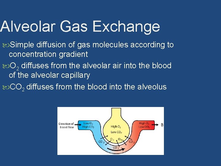 Alveolar Gas Exchange Simple diffusion of gas molecules according to concentration gradient O 2