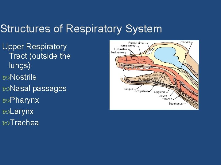 Structures of Respiratory System Upper Respiratory Tract (outside the lungs) Nostrils Nasal passages Pharynx