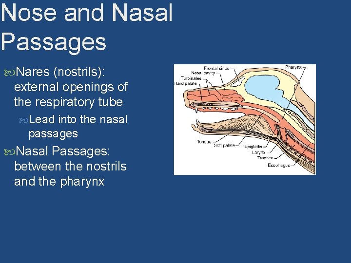 Nose and Nasal Passages Nares (nostrils): external openings of the respiratory tube Lead into