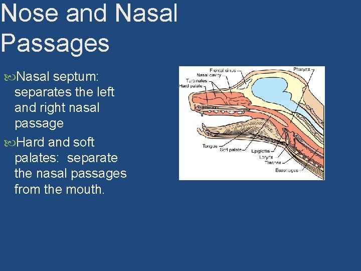 Nose and Nasal Passages Nasal septum: separates the left and right nasal passage Hard