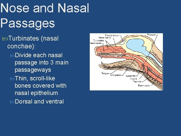 Nose and Nasal Passages Turbinates (nasal conchae): Divide each nasal passage into 3 main