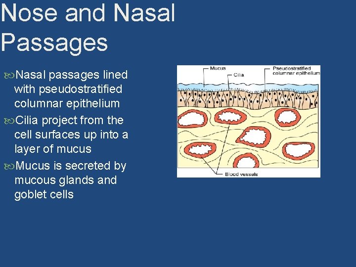 Nose and Nasal Passages Nasal passages lined with pseudostratified columnar epithelium Cilia project from