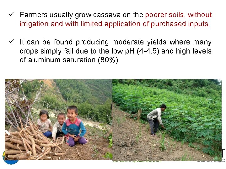 ü Farmers usually grow cassava on the poorer soils, without irrigation and with limited