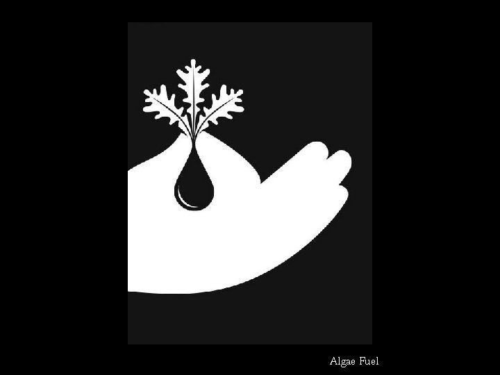 Algae Fuel 