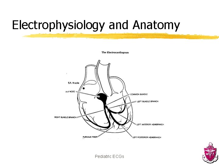 Electrophysiology and Anatomy SA Node Pediatric ECGs 