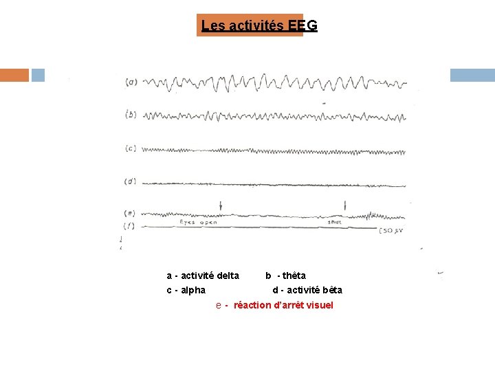 Les activités EEG a - activité delta c - alpha b - thêta d