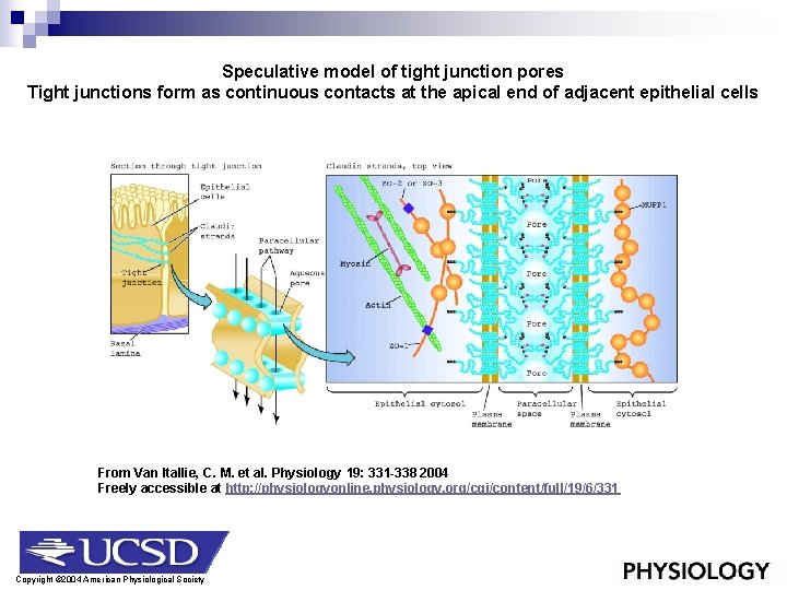 Speculative model of tight junction pores Tight junctions form as continuous contacts at the