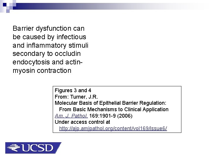 Barrier dysfunction can be caused by infectious and inflammatory stimuli secondary to occludin endocytosis