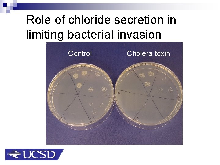 Role of chloride secretion in limiting bacterial invasion Control Cholera toxin 