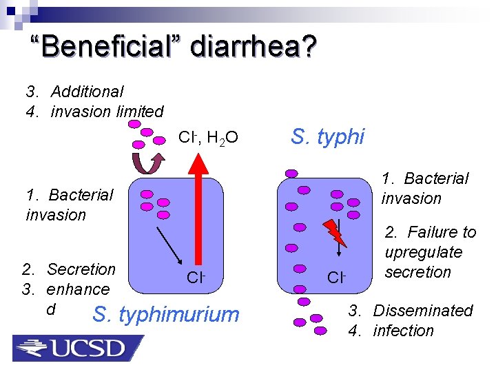 “Beneficial” diarrhea? 3. Additional 4. invasion limited Cl-, H 2 O S. typhi 1.