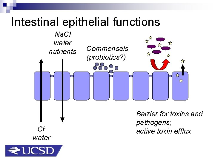 Intestinal epithelial functions Na. Cl water nutrients Clwater Commensals (probiotics? ) Barrier for toxins