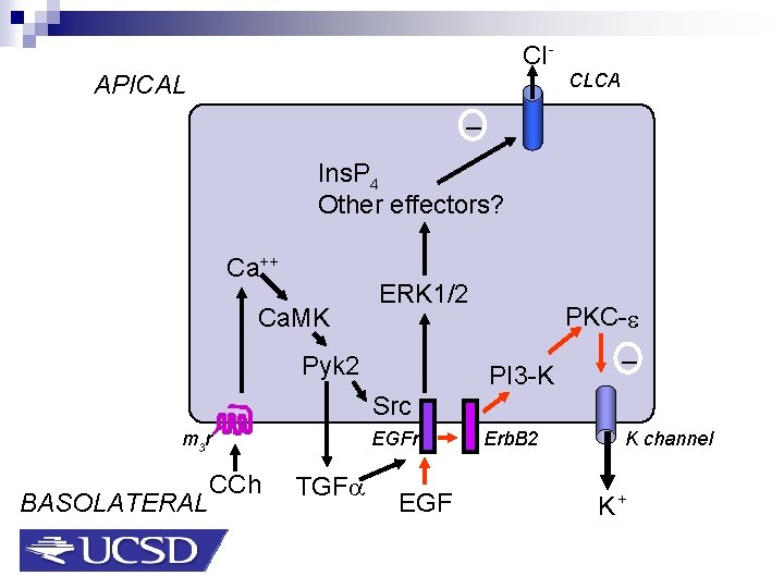 Cl APICAL CLCA _ Ins. P 4 Other effectors? Ca++ Ca. MK ERK 1/2