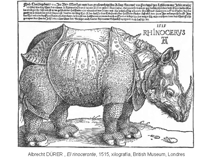 Albrecht DÜRER , El rinoceronte, 1515, xilografía, British Museum, Londres 