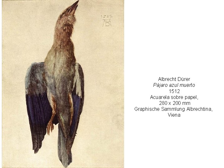 Albrecht Dürer Pájaro azul muerto 1512 Acuarela sobre papel, 280 x 200 mm Graphische