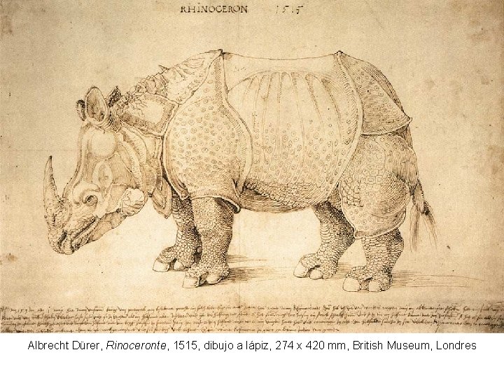 Albrecht Dürer, Rinoceronte, 1515, dibujo a lápiz, 274 x 420 mm, British Museum, Londres