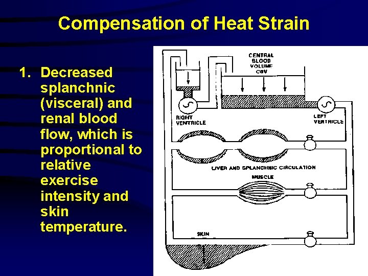 Compensation of Heat Strain 1. Decreased splanchnic (visceral) and renal blood flow, which is