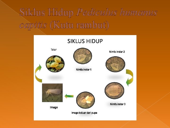 Siklus Hidup Pediculus humanus capitis (Kutu rambut) 
