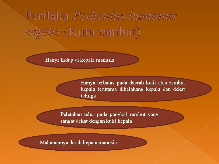 Perilaku Pediculus humanus capitis (Kutu rambut) Hanya hidup di kepala manusia Hanya terbatas pada