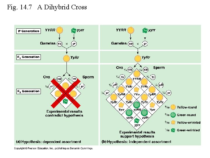 Fig. 14. 7 A Dihybrid Cross 