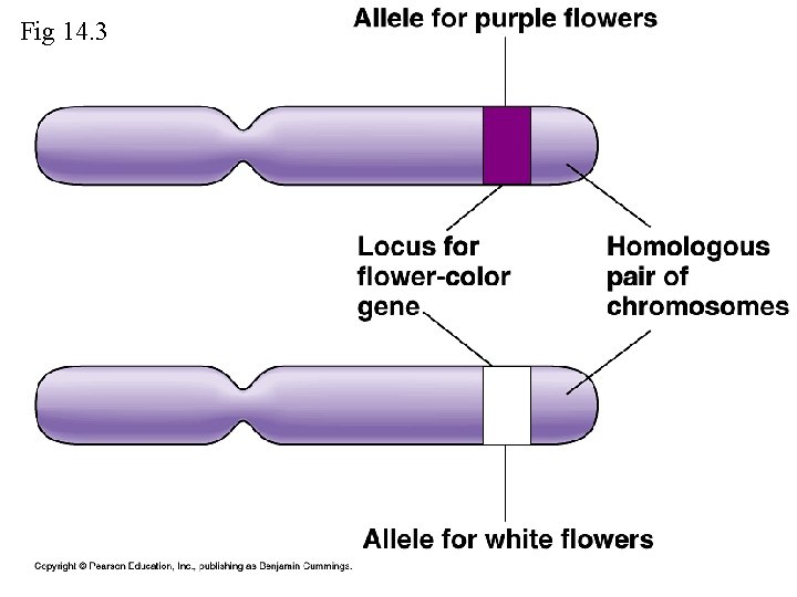 Fig 14. 3 