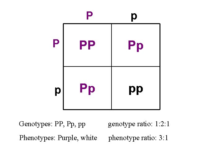 P p P PP Pp pp Genotypes: PP, Pp, pp genotype ratio: 1: 2: