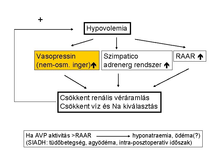 + Hypovolemia RAAR Vasopressin Szimpatico (nem-osm. inger) adrenerg rendszer Csökkent renális véráramlás Csökkent víz