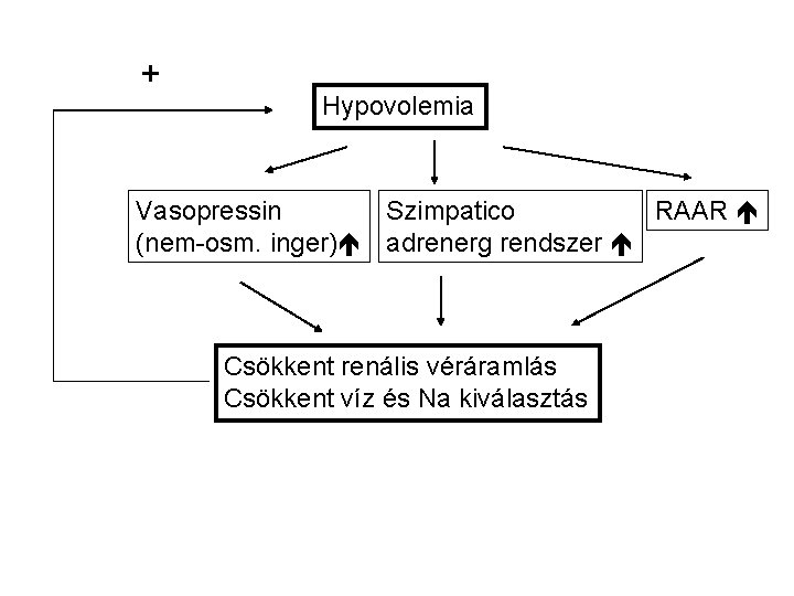 + Hypovolemia RAAR Vasopressin Szimpatico (nem-osm. inger) adrenerg rendszer Csökkent renális véráramlás Csökkent víz