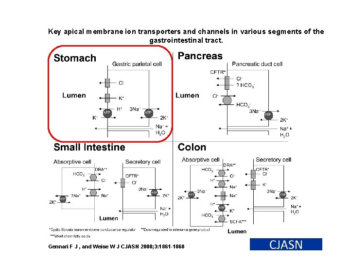 Key apical membrane ion transporters and channels in various segments of the gastrointestinal tract.