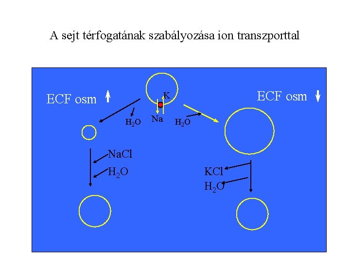 A sejt térfogatának szabályozása ion transzporttal ECF osm K ECF osm H 2 O