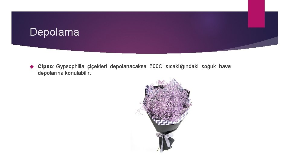 Depolama Cipso: Gypsophilla çiçekleri depolanacaksa 500 C sıcaklığındaki soğuk hava depolarına konulabilir. 