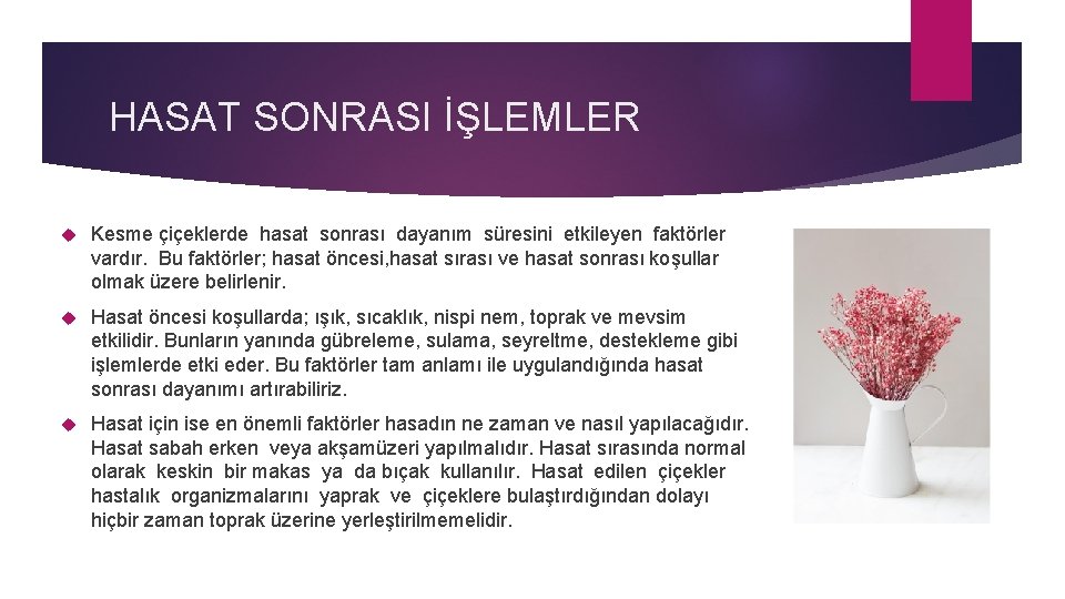 HASAT SONRASI İŞLEMLER Kesme çiçeklerde hasat sonrası dayanım süresini etkileyen faktörler vardır. Bu faktörler;