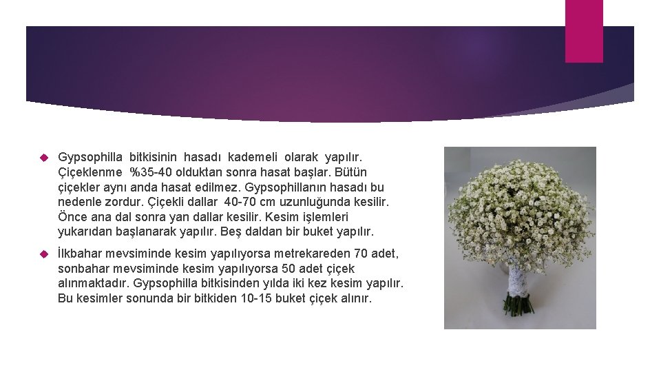  Gypsophilla bitkisinin hasadı kademeli olarak yapılır. Çiçeklenme %35 -40 olduktan sonra hasat başlar.