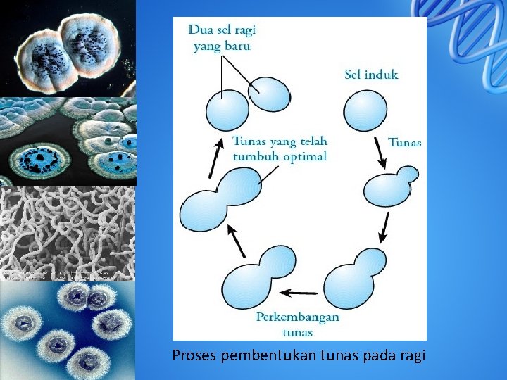 Proses pembentukan tunas pada ragi 