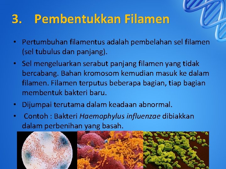 3. Pembentukkan Filamen • Pertumbuhan filamentus adalah pembelahan sel filamen (sel tubulus dan panjang).